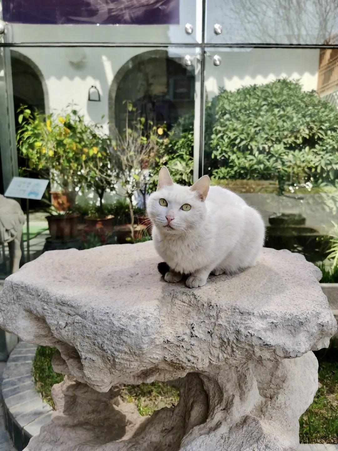 2019年掉缸事件,关于掉缸的事件