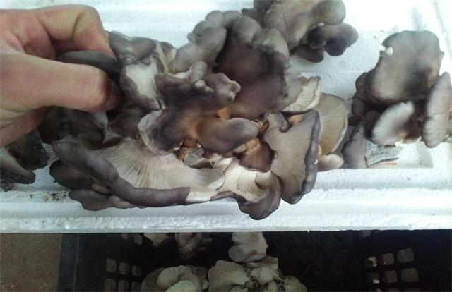 平菇出菇突然死掉是怎么回事,平菇发生畸形的原因及防治方法