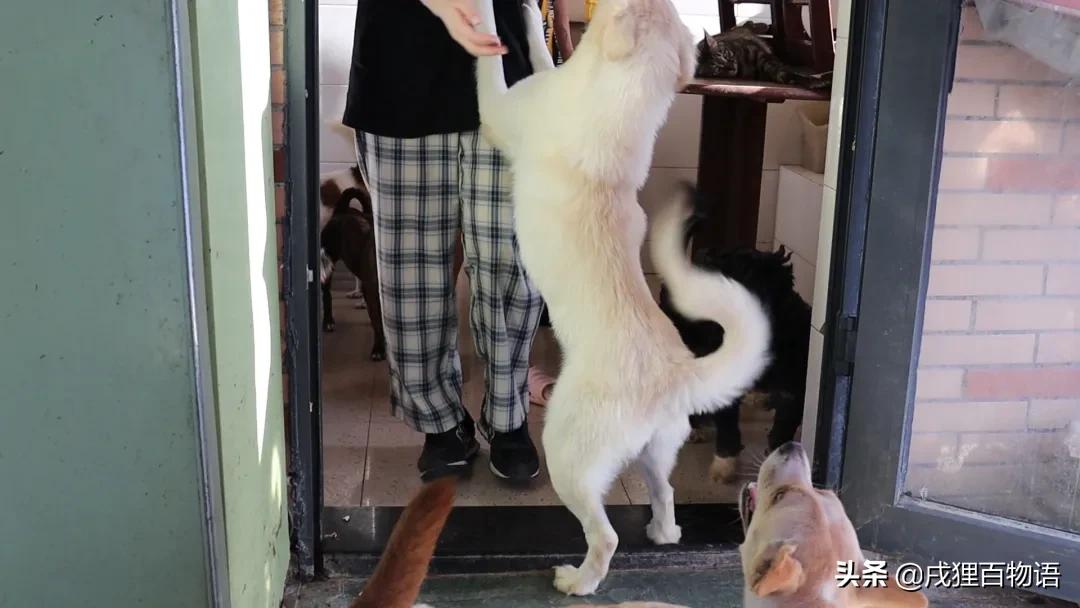 转发送粮，这次的E宠公益日记~看哭了