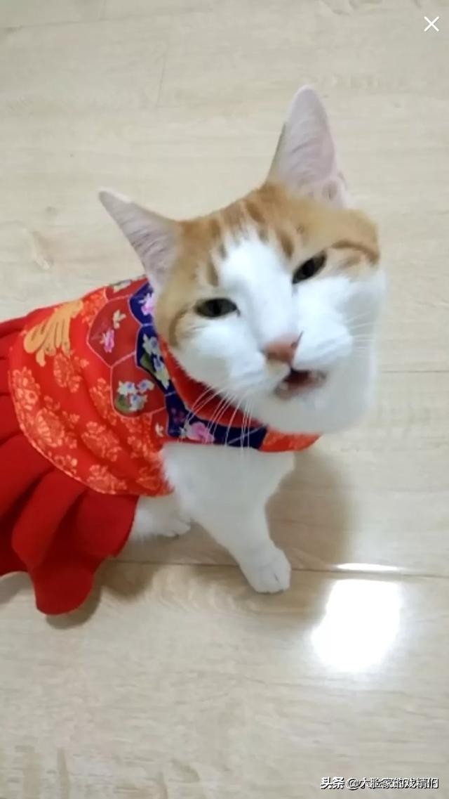 你这样的白橘猫,叫我怎能不爱?