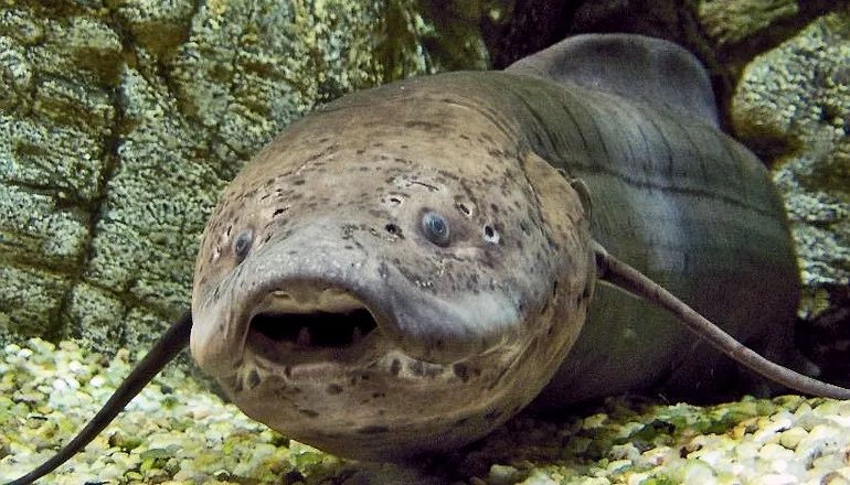 世界顶级淡水鱼大全,世界上顶级鱼类大全