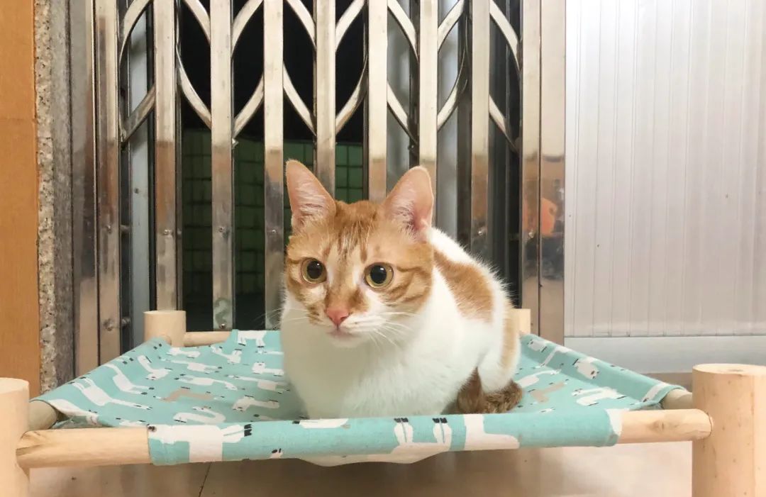 猫狗怎么养会胖,猫狗体型差