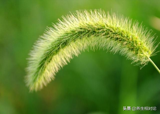 滑膜炎最怕这种“草”，每天敷一敷，或许助你轻松赶走“炎症”