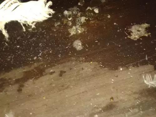 蛋鸡粪便过多是怎么回事,蛋鸡黑色粪便说明什么原因