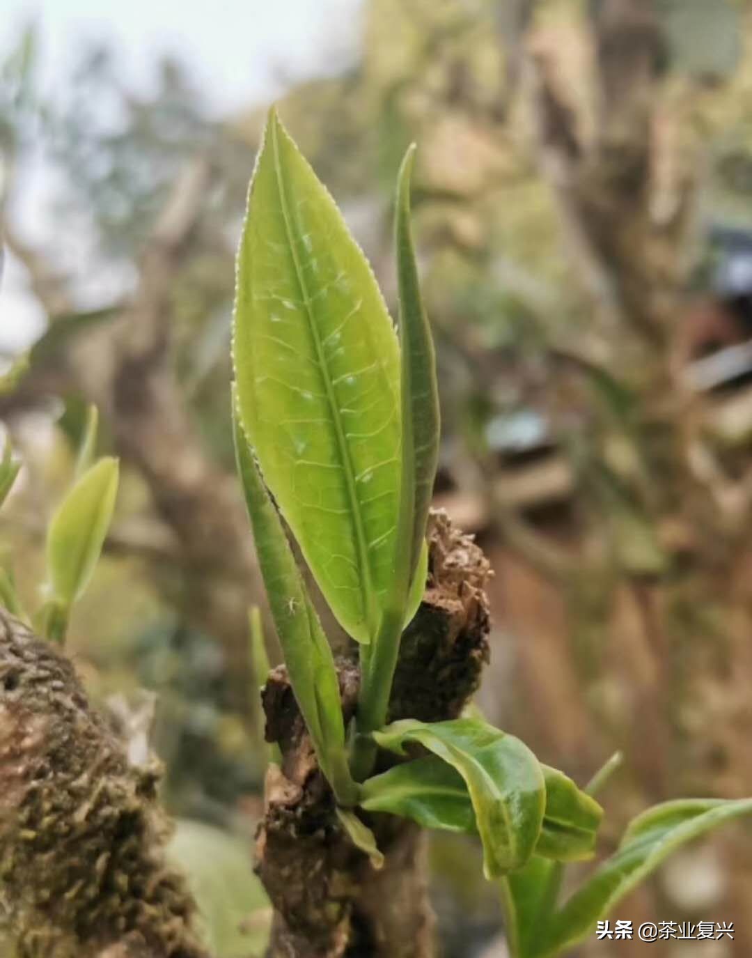 春茶好坏怎么看,春茶品鉴