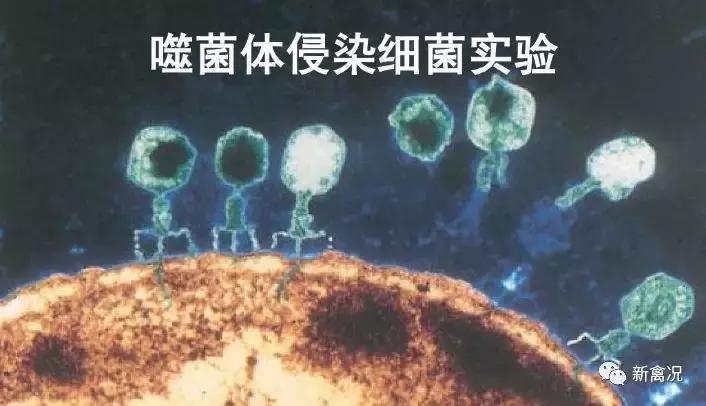 农业用噬菌体消灭细菌全过程,噬菌体的防治措施