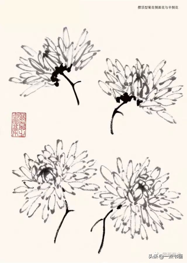 怎样画菊花国画,徐湛画菊花国画入门教程