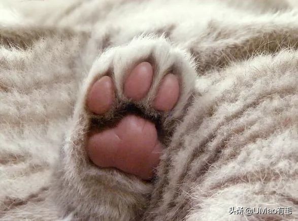 这套喵肉球vs口红色号匹配大全送你了！拿走不谢！