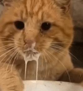 猫咪界干饭王,喵界干饭王