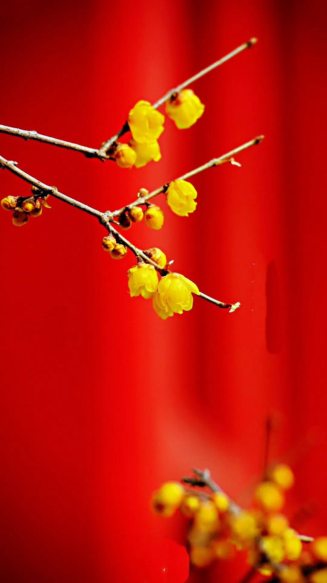 又见腊梅花开记叙文,又见腊梅真好作文1000字