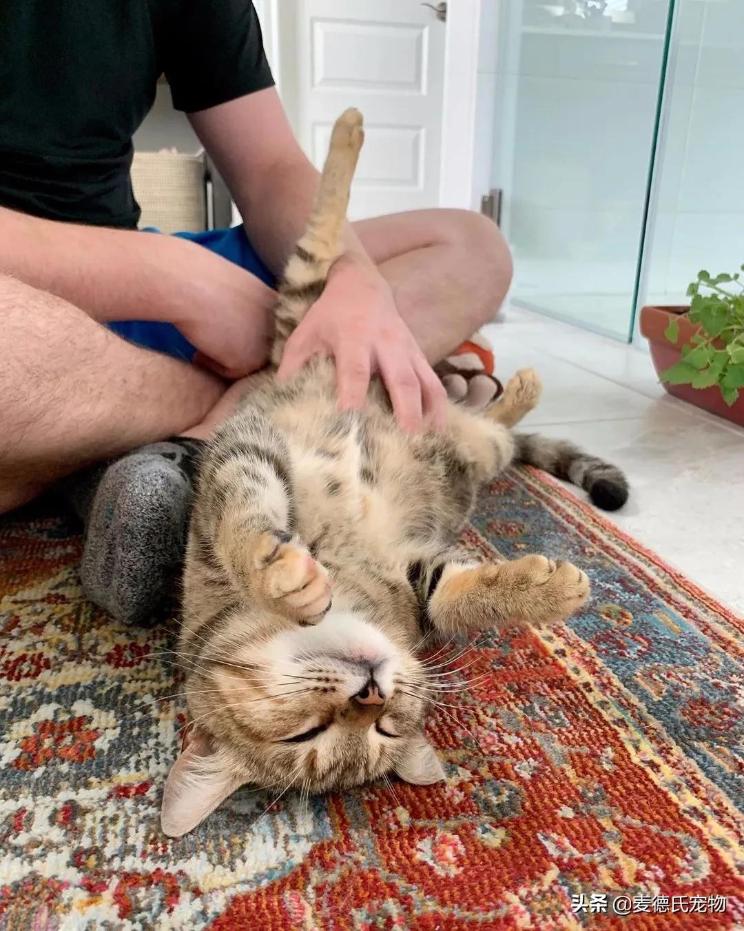 流浪猫猫赖到门口不走,流浪猫在我家门口赖着不走了