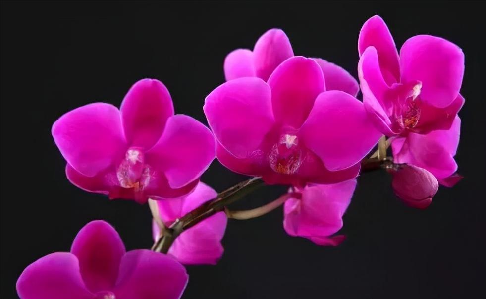 看芦头辨兰花种类,野生兰花种类图片