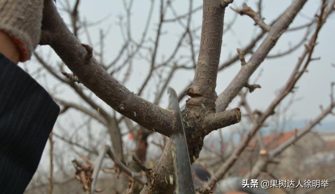 大樱桃枝叶过密怎么处理,大樱桃整形修剪中存在的问题