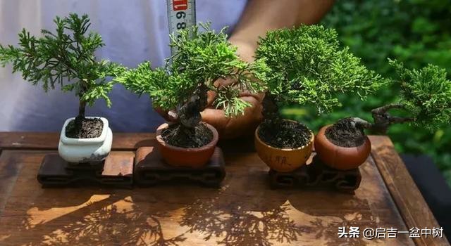 养盆景修身养性靠谱吗,农村养盆景能赚钱吗