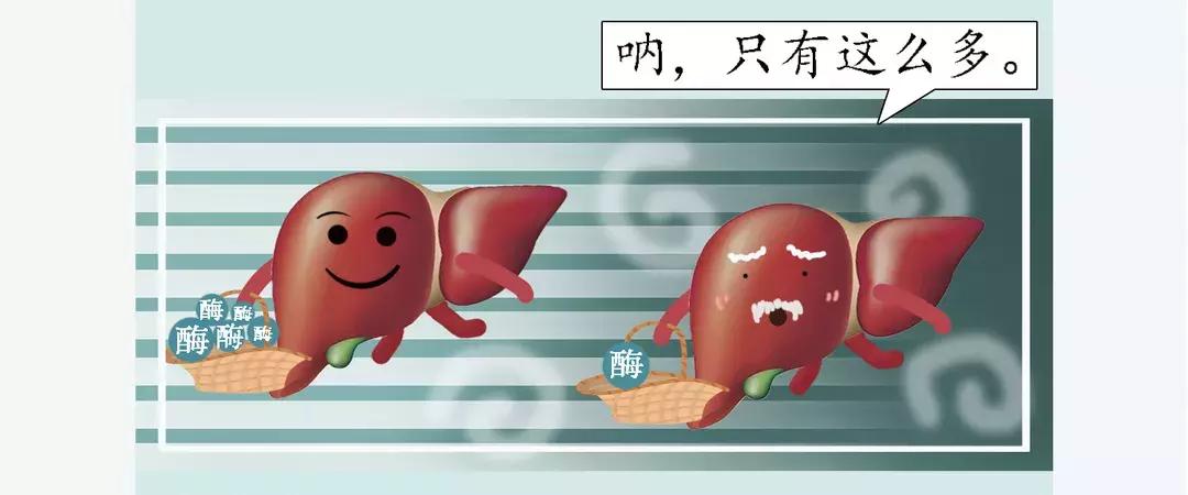 酵素有害还是无害,酵素真的是骗人的吗