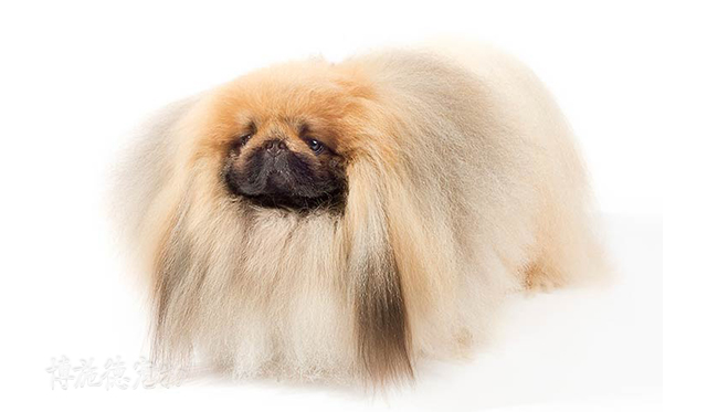 不爱叫的小型犬都有哪些,小型犬哪种比较聪明又不爱叫