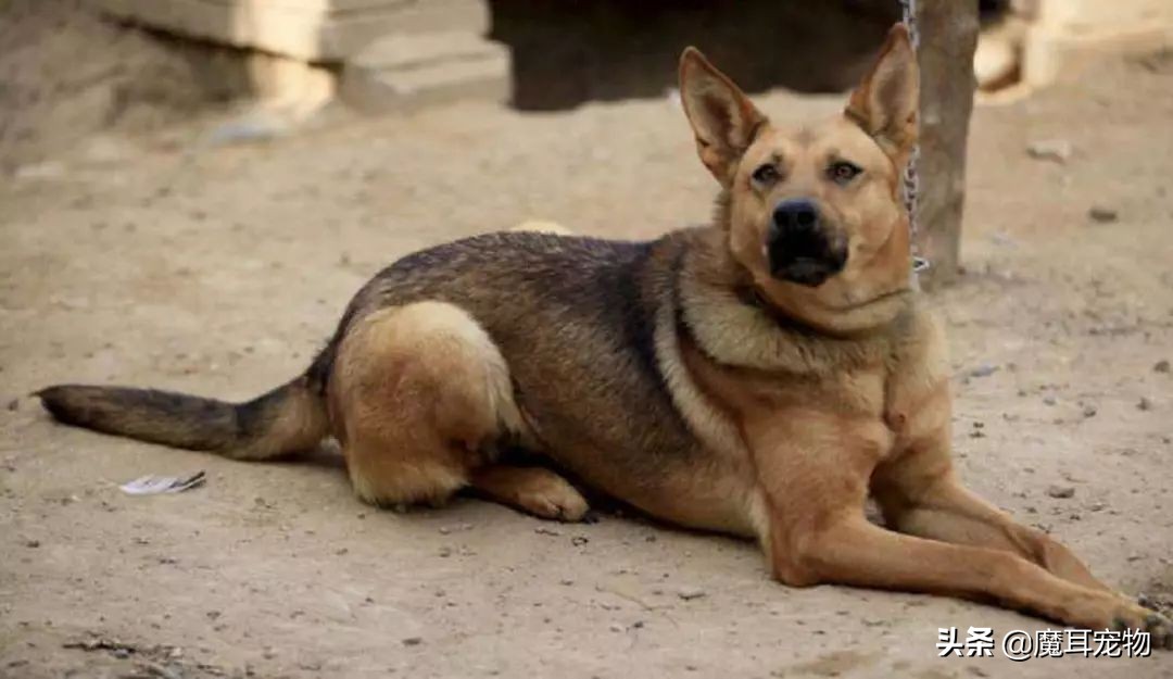 辟谣狗狗每年不需要打预防针,辟谣狗不能吃的东西