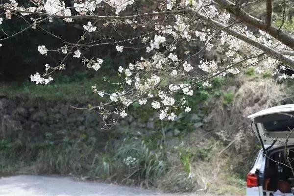 奉化樱花公园,奉化樱花谷