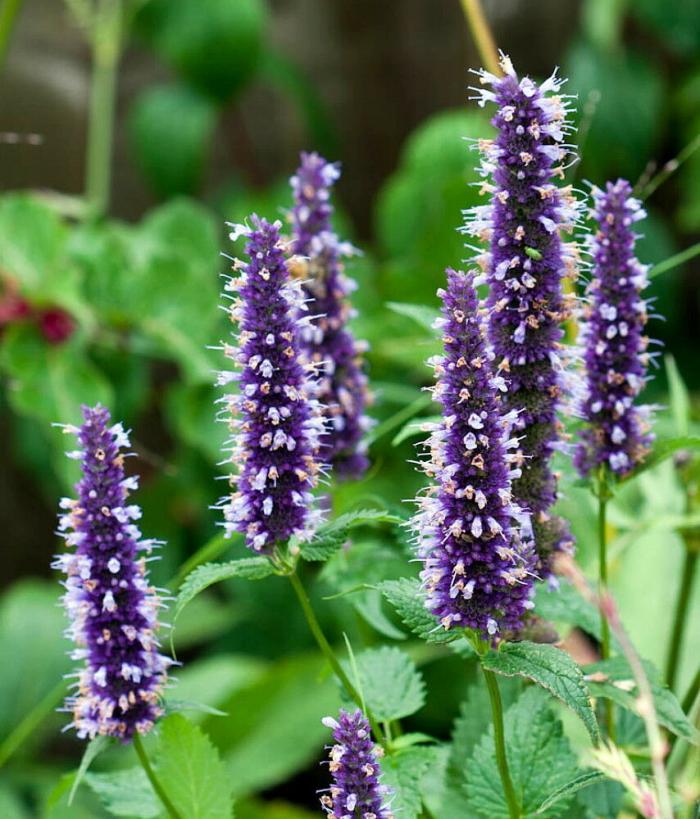 这9种花很常见可赏可吃可饮,秋天可以吃的十种花