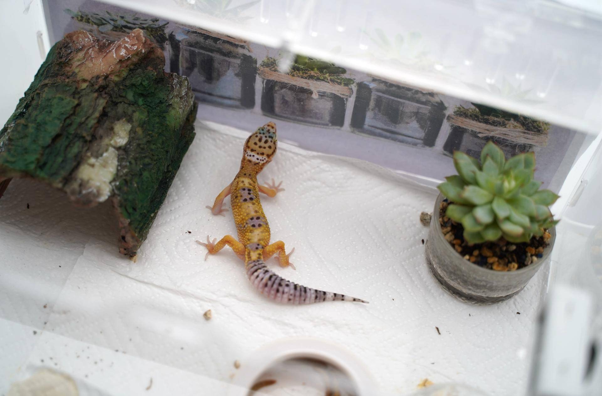 新手如何饲养一只豹纹守宫知乎,如何养好一只豹纹守宫