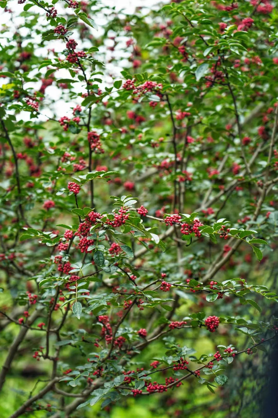 仲夏：在一本古籍中与明朝的云南县相遇