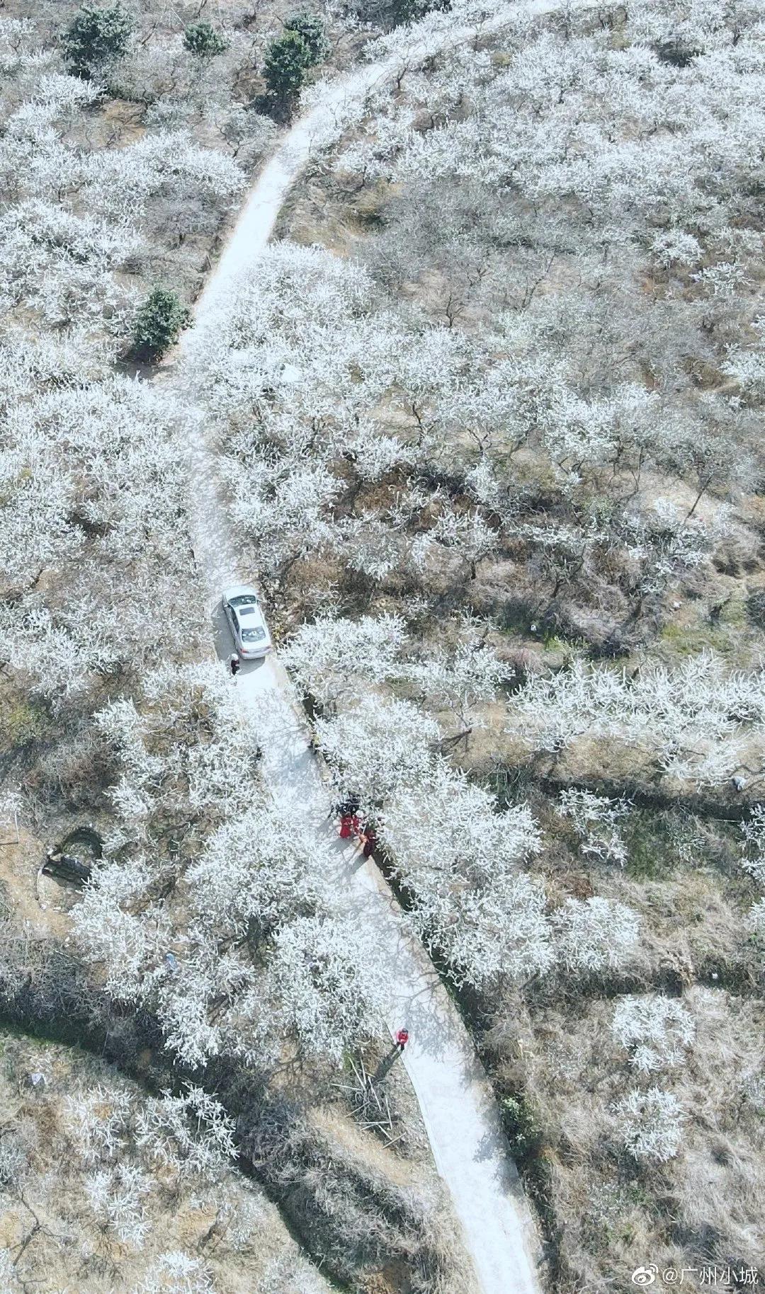 广州现在花开的季节,广州现在什么花开了