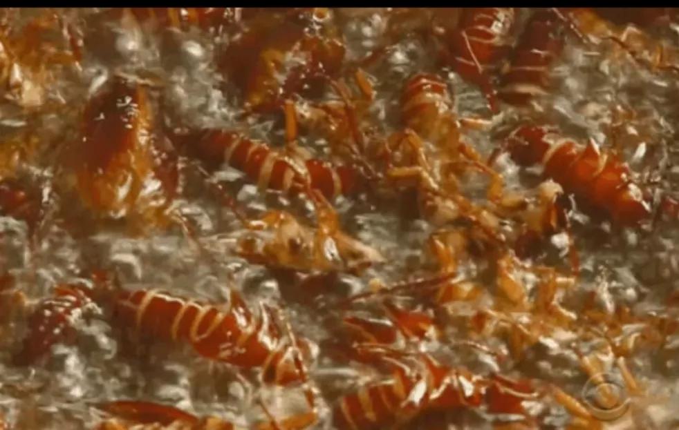 各种虫子美食大总结,关于虫子的重口味美食