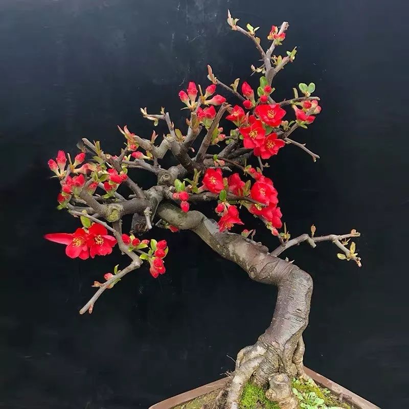 养花公认最美4种花满屋飘香,公认最好养的五种花