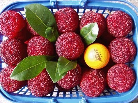 梅雨季摘杨梅,又到了吃杨梅的季节摘杨梅