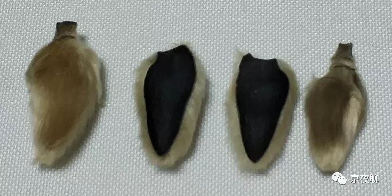 张虹｜玉兰花香且可食