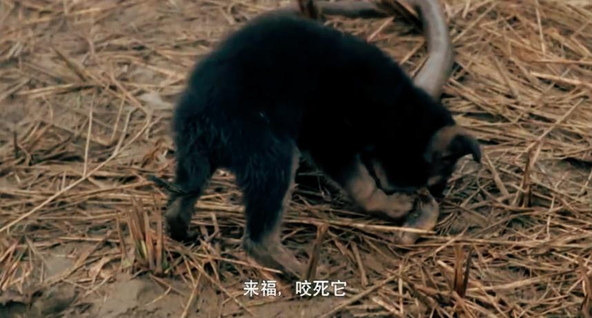 苏芮的酒干倘卖无背后的感人故事,酒干倘卖无是苏芮成名以后的歌吗