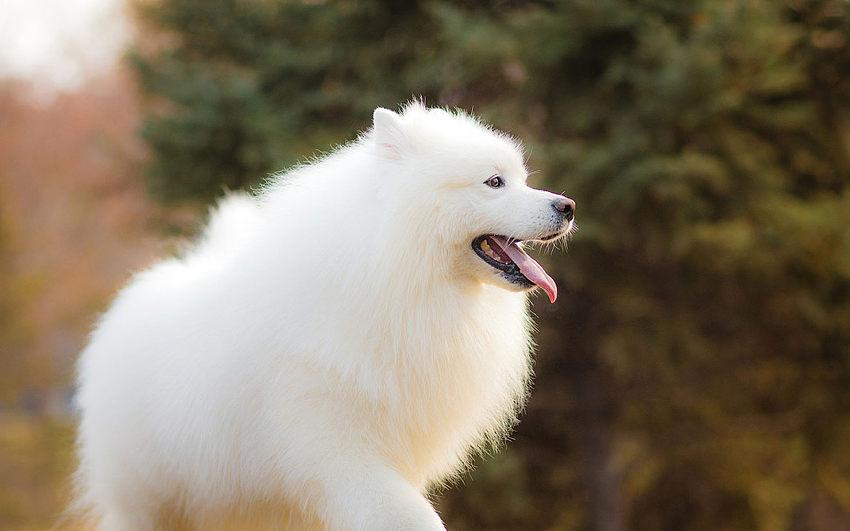 盘点各种品种的狗狗,狗狗可以吃的12个品种