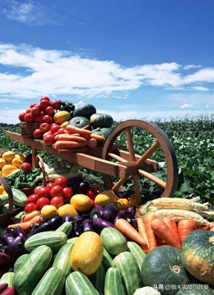 农作物苗期用哪个调节剂比较好,作物生长调节剂大全