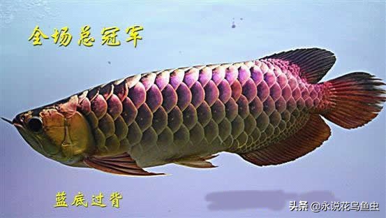 观赏龙鱼图片欣赏,观赏鱼欣赏龙鱼