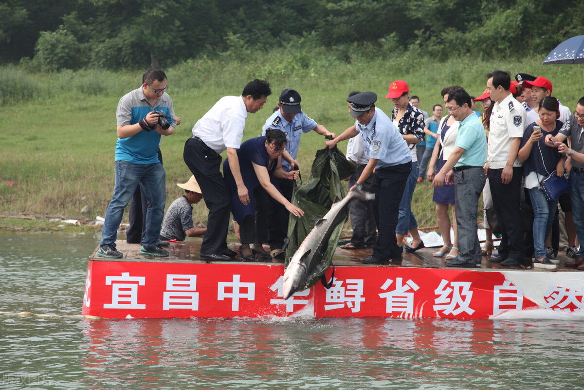 中华鲟最大可以长多少米,三峡最大中华鲟