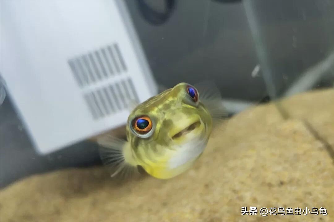 世界上最聪明的狗头鱼,斑马狗头鱼和罗汉鱼哪个互动性好