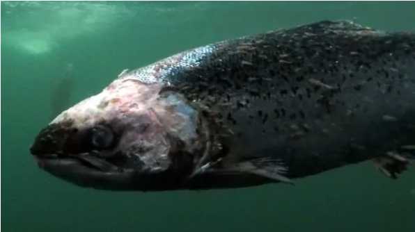 挪威三文鱼和北欧大西洋鲑鱼,德国鲑鱼和挪威三文鱼