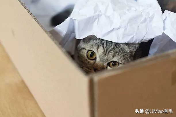 预防应激！6招帮猫咪减少焦虑