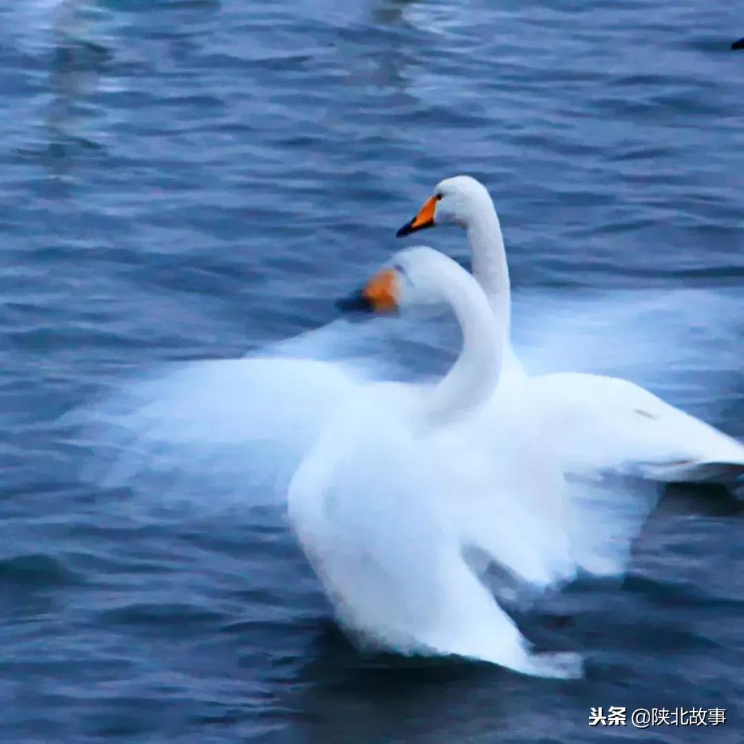这个最适合冬天来的北方小城，光是海鲜就能让你吃回票价