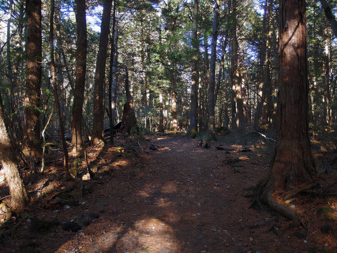 在日本被誉为“自杀森林”的青木原树海是什么地方
