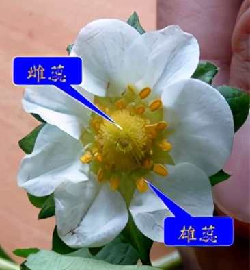 草莓上面的籽是草莓的种子吗,草莓上的籽是芝麻吗