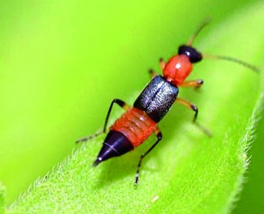 无毒隐翅虫有危害吗,毒虫隐翅虫毁容