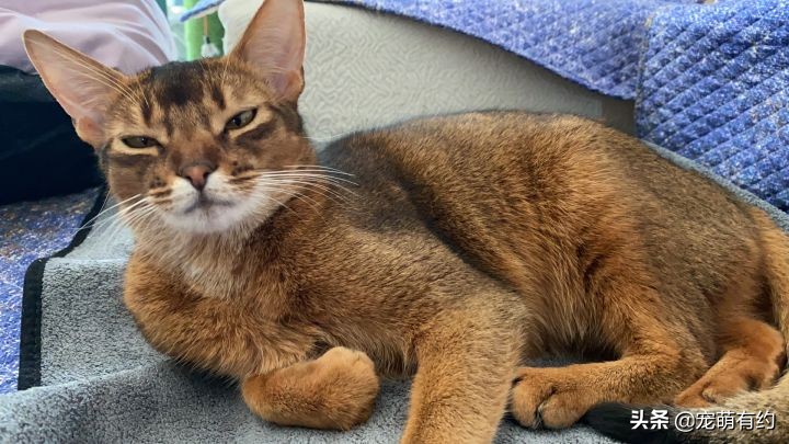 阿比西尼亚猫养一只好还是两只,阿比西尼亚猫智商相当于几岁小孩