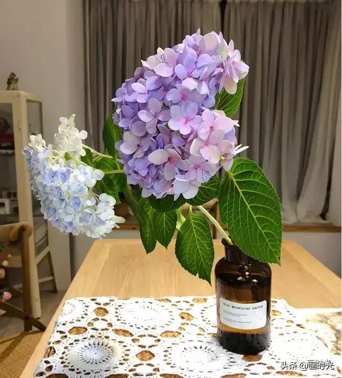 水彩绣球花教程,水彩画绣球花教学