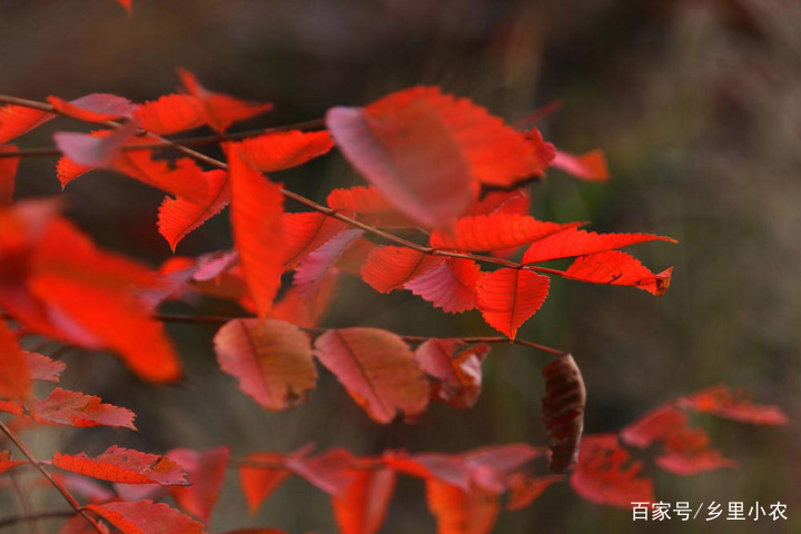 云髻山自然保护区游玩攻略,广东新丰云髻山风景区