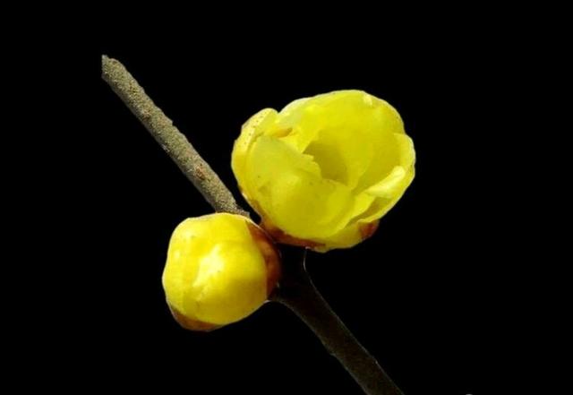 傲雪凌霜的腊梅正在绽放,傲立寒冬的腊梅