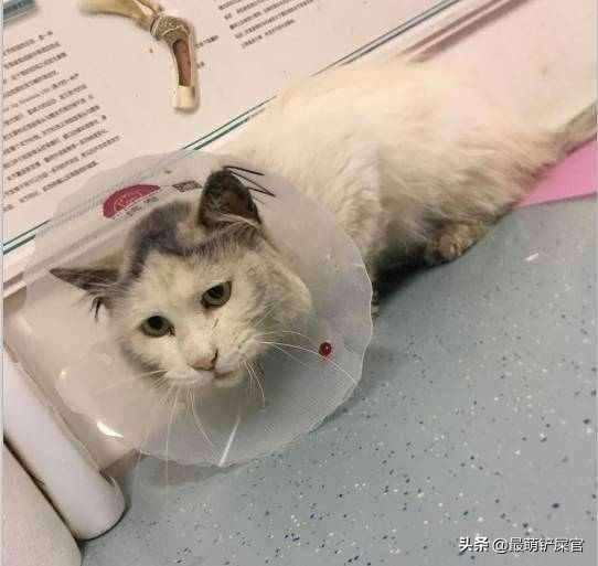 猫咪感觉鼻子不通气要不要吃药,猫咪鼻子有问题会出现什么症状