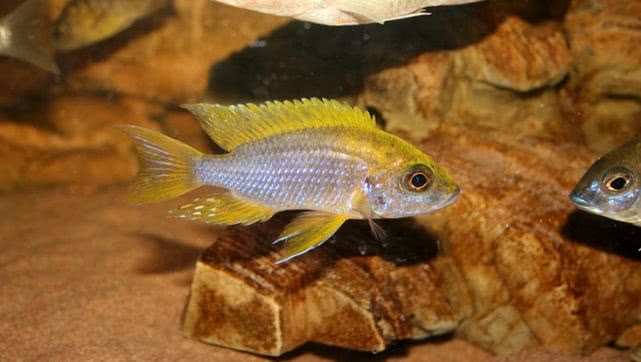 闈炴床鎱堥卜,闈炴床鎱堥卜浠嬬粛