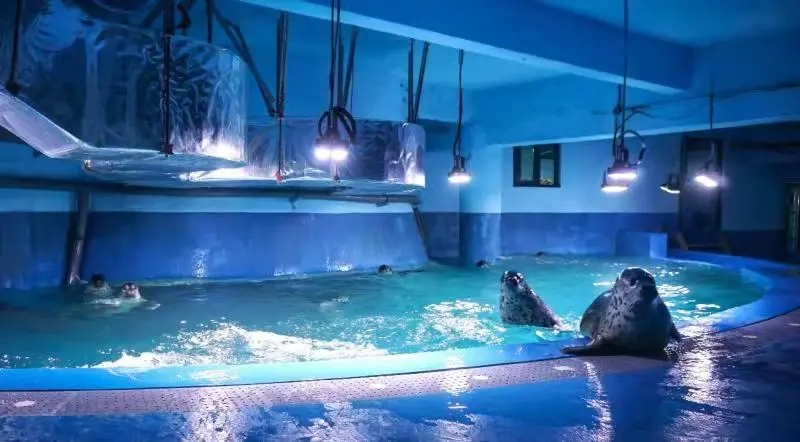 小海豹刚出生为啥有毛,海豹宝宝白毛成年过程