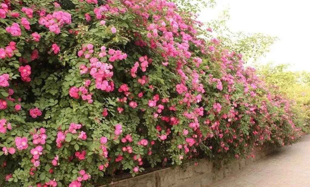 疫情期间农场经营的建议,疫情下农场经营